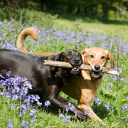 dogs playing