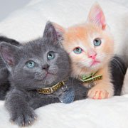 kittens